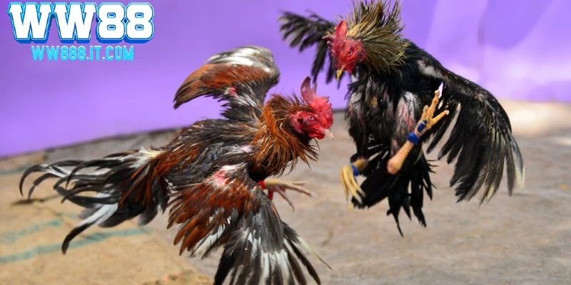 phan-dinh-thang-thua-trong-tran-dau-ga-thomo